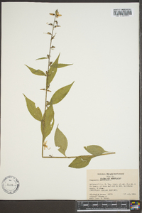 Campanulastrum americanum image