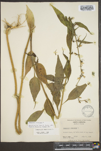 Campanulastrum americanum image