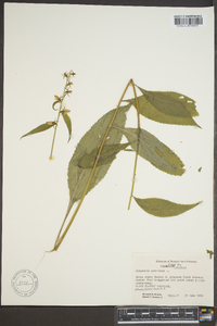 Campanulastrum americanum image