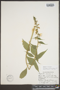 Campanulastrum americanum image