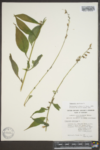 Campanulastrum americanum image