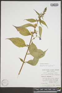 Campanulastrum americanum image