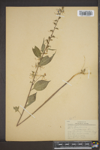 Campanulastrum americanum image