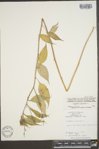 Campanulastrum americanum image