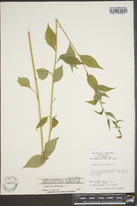 Campanulastrum americanum image