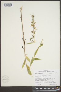 Campanulastrum americanum image