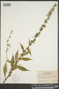 Campanulastrum americanum image