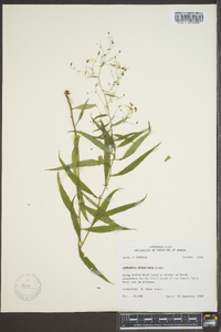 Campanula divaricata image