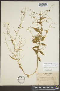 Campanula divaricata image