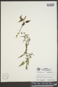 Campanula divaricata image