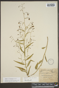 Campanula divaricata image