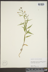 Campanula divaricata image