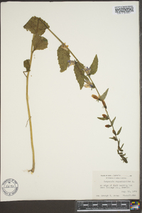 Campanula rapunculoides image