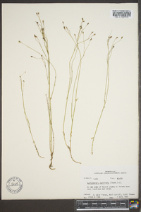 Wahlenbergia marginata image