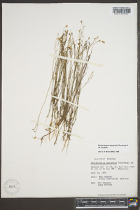 Wahlenbergia marginata image