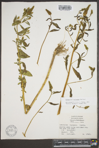 Sphenoclea zeylanica image