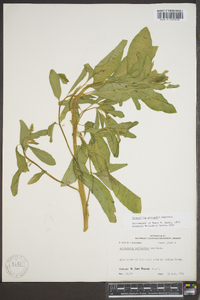 Sphenoclea zeylanica image