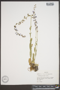 Lobelia gattingeri image