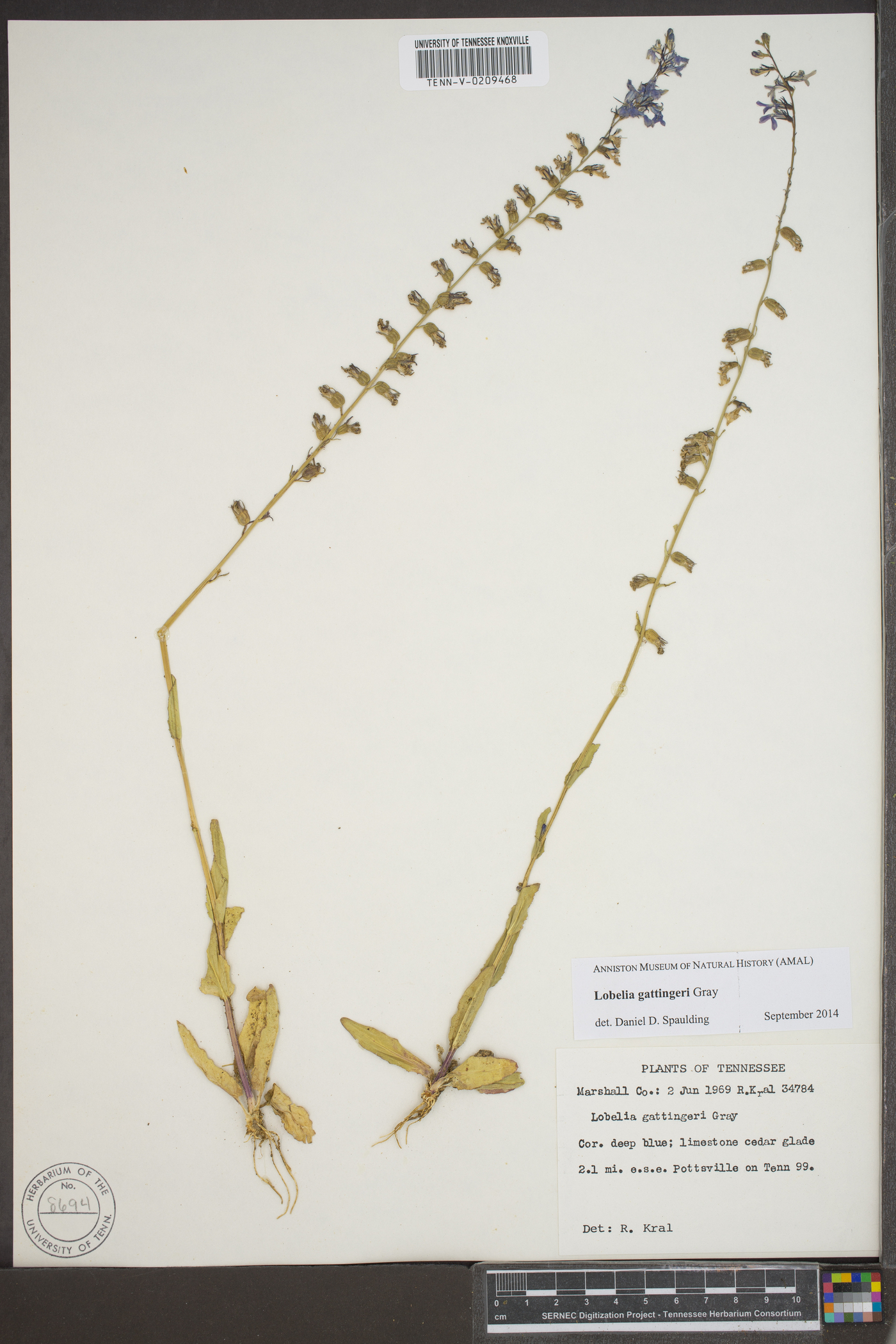 Lobelia gattingeri image