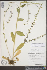 Lobelia gattingeri image