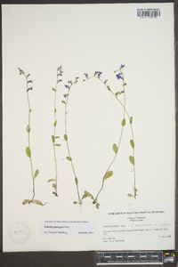 Lobelia gattingeri image