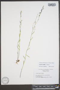 Lobelia nuttallii image