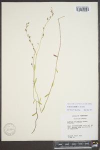 Lobelia nuttallii image