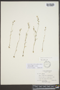 Lobelia nuttallii image