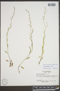 Lobelia nuttallii image