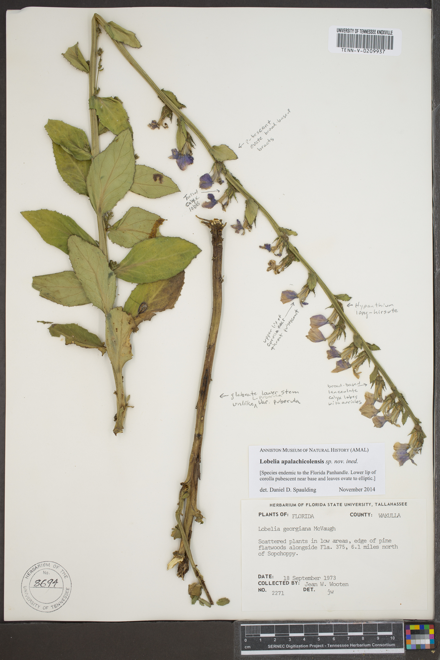 Lobelia apalachicolensis image