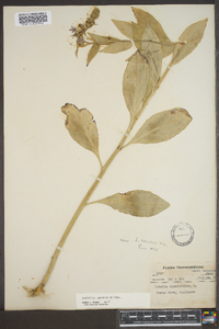 Lobelia amoena image