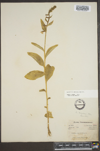 Lobelia amoena image