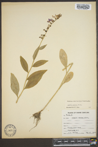 Lobelia amoena image