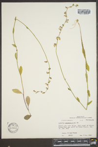 Lobelia appendiculata image