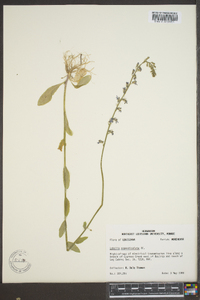 Lobelia appendiculata image