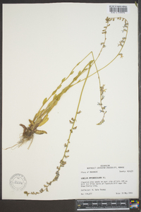 Lobelia appendiculata image