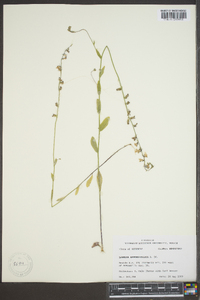 Lobelia appendiculata image