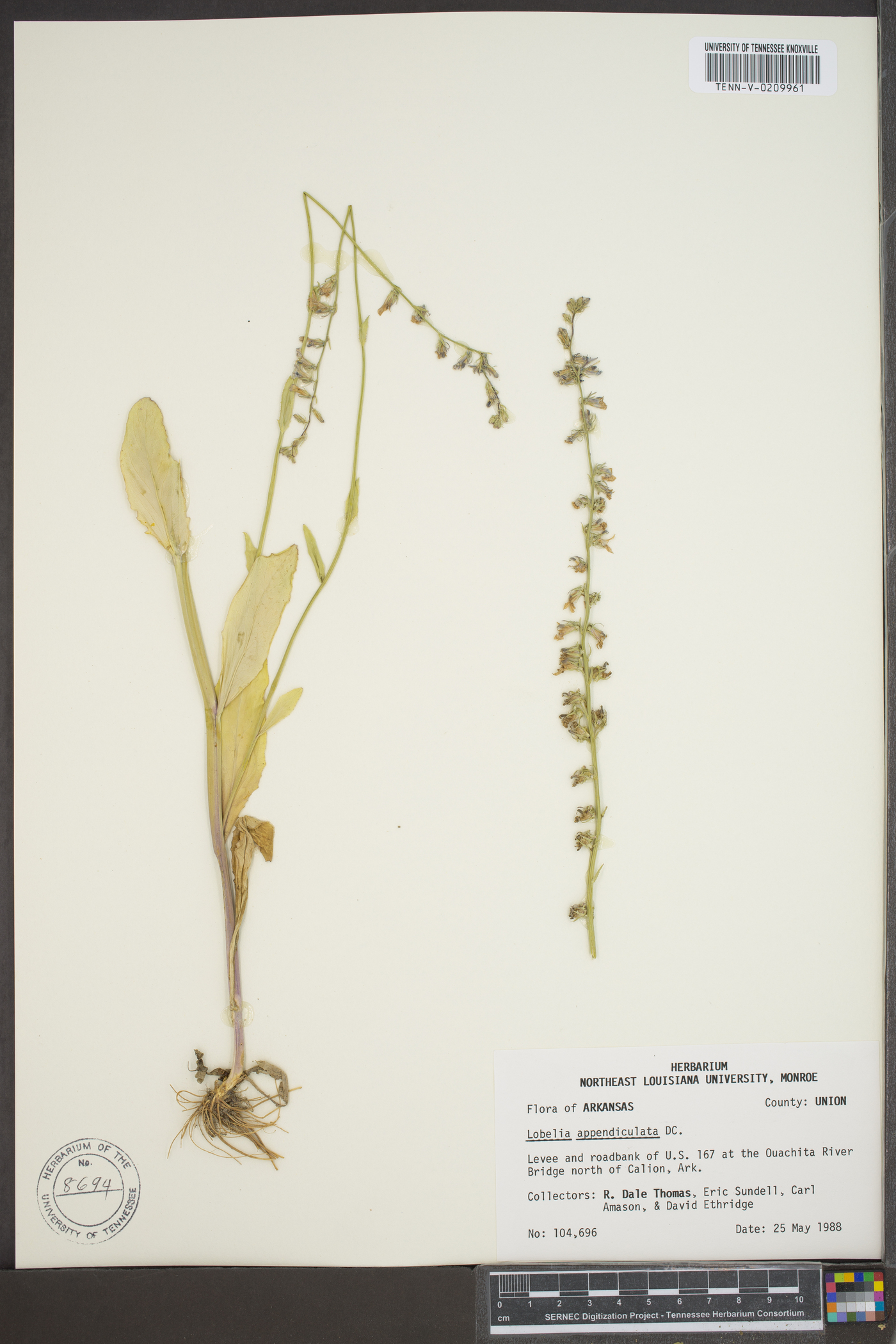 Lobelia appendiculata image