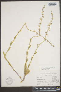 Lobelia appendiculata image