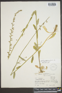 Lobelia appendiculata image