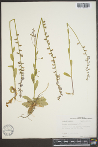 Lobelia appendiculata image