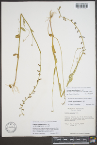 Lobelia appendiculata image