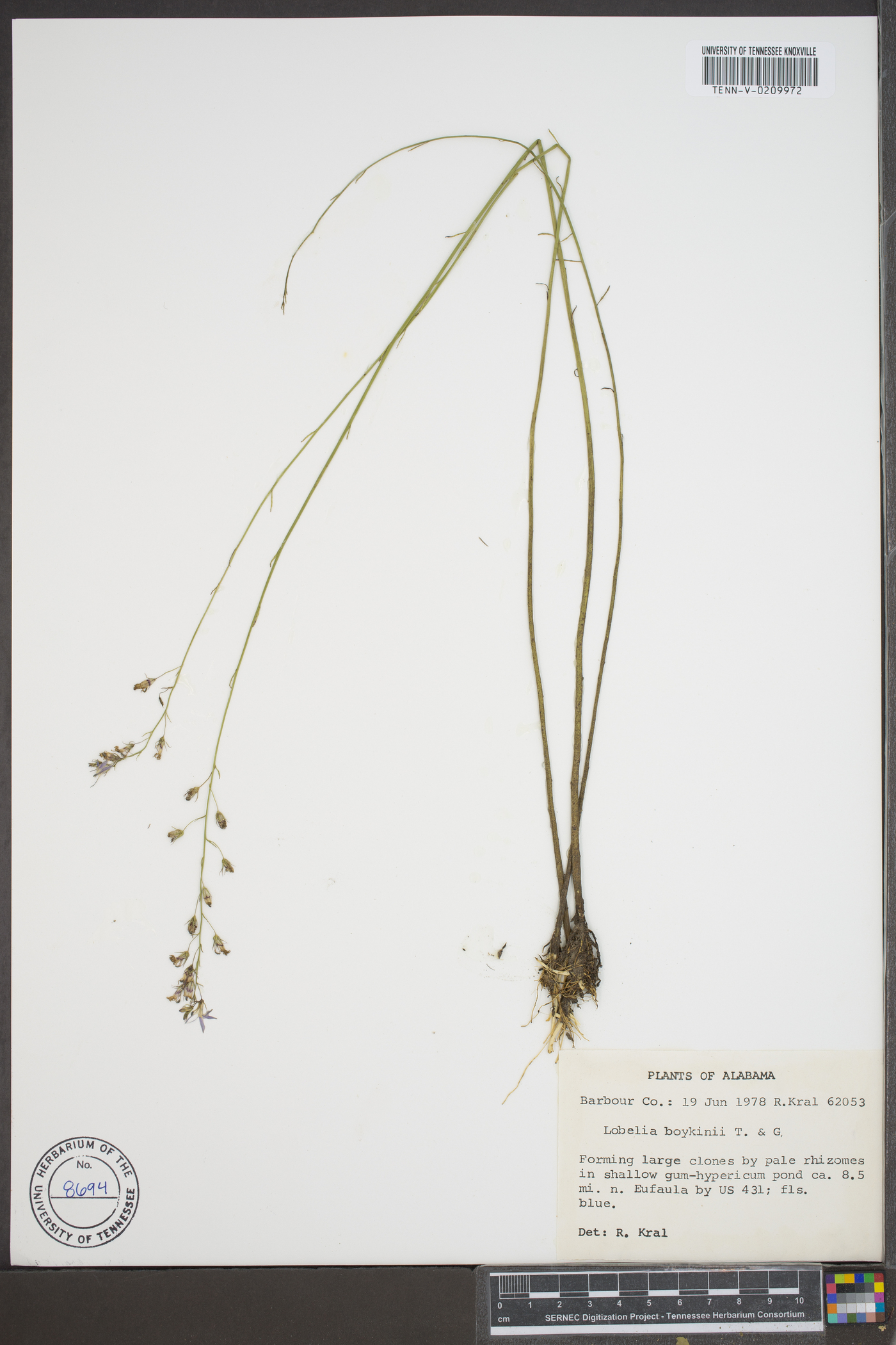 Lobelia boykinii image