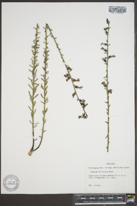 Lobelia brevifolia image