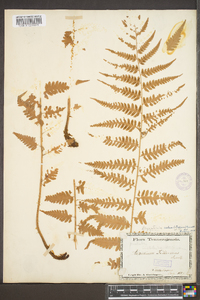 Dryopteris filix-mas image