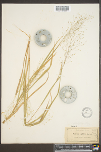 Panicum flexile image