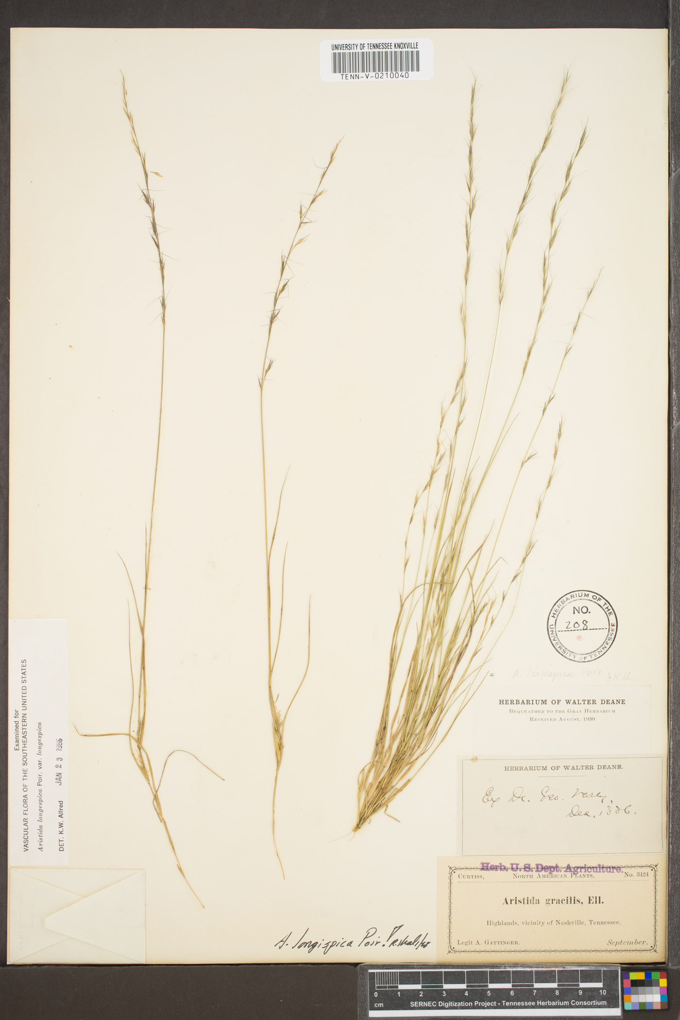 Aristida longespica var. longespica image