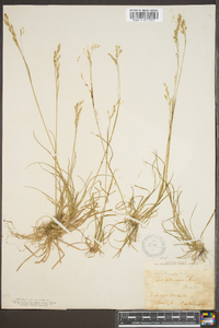 Poa flexuosa image