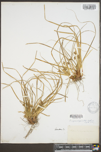 Carex nigromarginata image