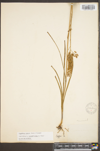 Stenanthium tennesseense image